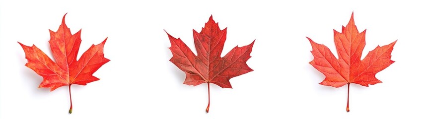 Three Vibrant Red Maple Leaves Isolated on a White Background