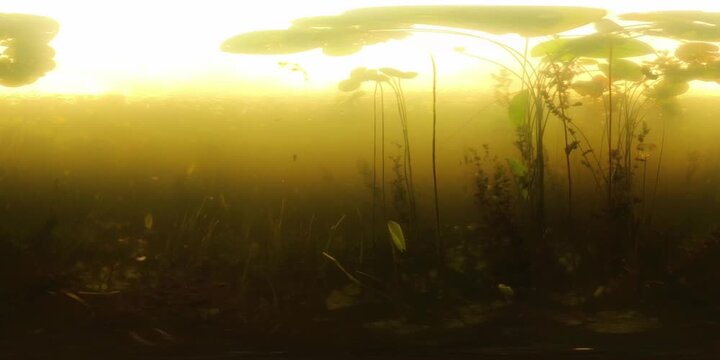 VR 360 underwater footage of the murky river with weed