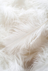 Fototapeta premium White feather background