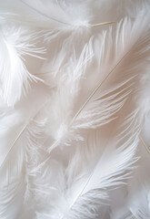 Fototapeta premium White feather background