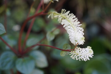 
Peperomia fraseri C.DC., (radiator plant), Piperaceae family. Hanover Berggarten, Germany.