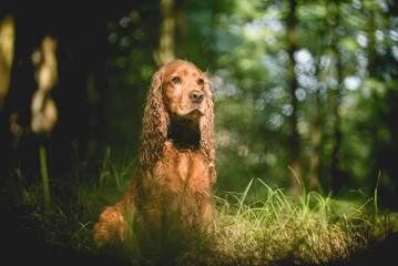Cocker spaniel angielski złoty, portret w lesie o świcie, tapeta. © Elżbieta Kaps
