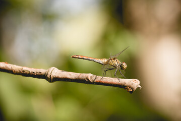 Ważka na gałązce na drzewie.