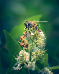 bee on a flower
