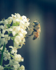 bee on a flower