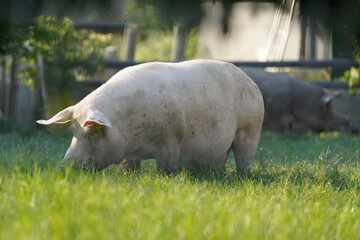 Schwein auf der Wiese