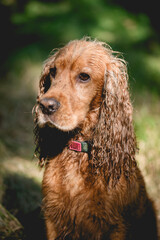 Cocker spaniel angielski złoty, portret w lesie o świcie, tapeta. © Elżbieta Kaps