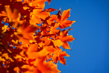 Autumn leaves of maple trees. Autumn fall leaves in sunlight. Natural autumn background. Autumnal fall background. Foliage, falling leaves background. Autumn leaf. Falling leaves background.