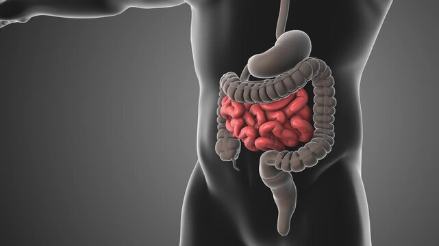 Human small intestine anatomy animation