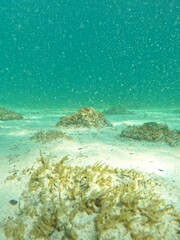 Fototapeta premium coral reef and sea