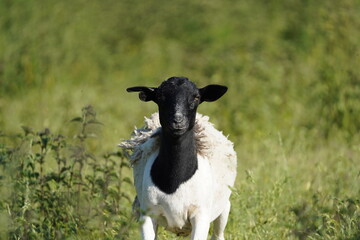 Schafe auf der weide am grasen