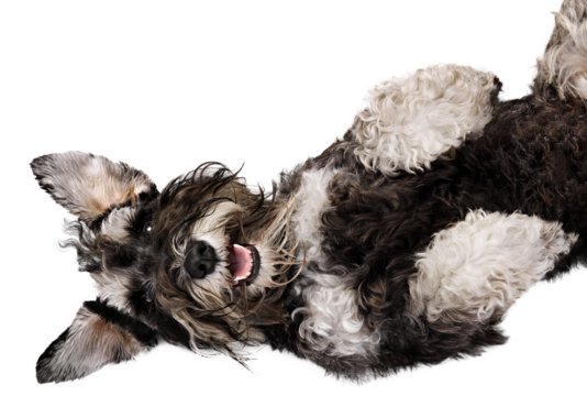 Playful and friendly Schnauzer lies on its back, looking up with happy and relaxed expression, against transparent background. Concept of animals, domestic life, friendship and love, pet lovers.