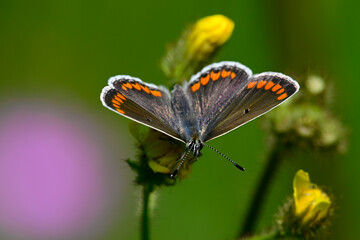 Kleiner Sonnenröschen-Bläuling // Brown argus (Aricia agestis)