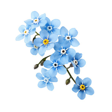 forgetmenot flowers isolated on white