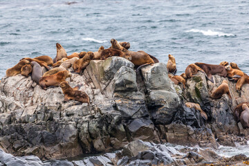 Unspoilt, wild nature in Patagonia in the Beagle Channel.