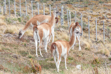 Nice view of the beautiful, wild Guanaco on Patagonian soil.