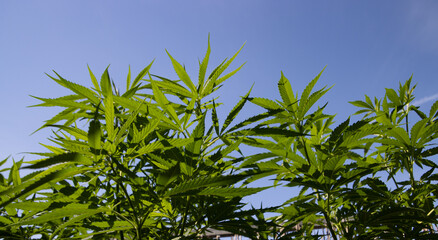 Cannabis Plants isolated against blue sky