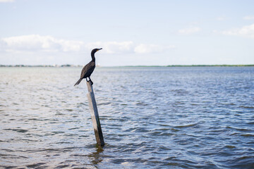 a wild pelican is floating on the calm bay surface of Rio Lagartos before the morning fishing hunt