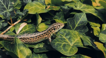 Lizard sitting in foliage in natural environment.