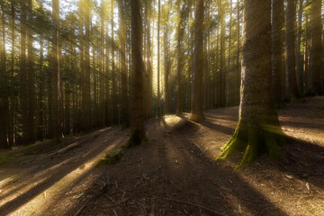 Obraz premium Foreste Casentinesi