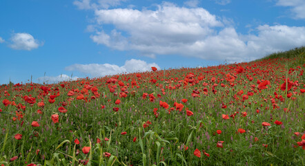 Panoramic spring landscape with red poppy anemones on a cloudy day. Springtime tranquility in nature