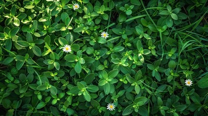 Obraz premium A close-up view of a dense clover patch with several delicate white flowers dotted throughout the vibrant green foliage under soft lighting.