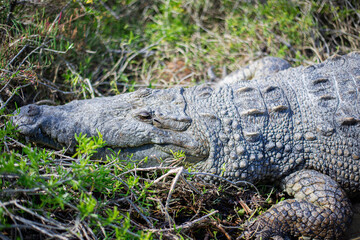 big mature crocodile is heating up under the strong tropical sun