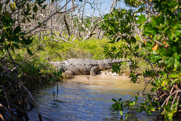 big mature crocodile is heating up under the strong tropical sun