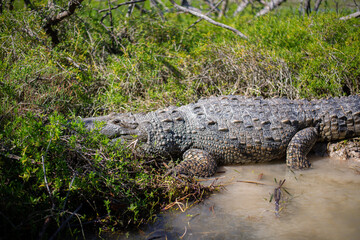 big mature crocodile is heating up under the strong tropical sun