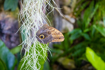 Flora and Fauna in Costa Rica, pacific ocean, here the national park Manuel Antonio