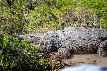 Obraz premium big mature crocodile is heating up under the strong tropical sun