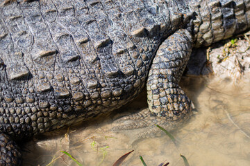 big mature crocodile is heating up under the strong tropical sun