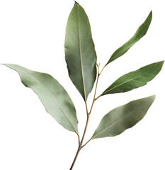 A close-up of a sprig of eucalyptus leaves, showcasing their vibrant green hues and intricate venation.