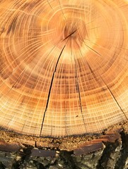Stump of oak tree felled - section of the trunk with annual rings. Slice oak wood.