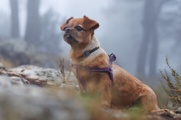 La vieja perrita Nami en el bosque con niebla, Alcoy, España