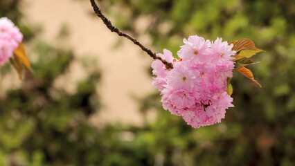 cherry twig in full blossom. romantic springtime background. outdoor april freshness