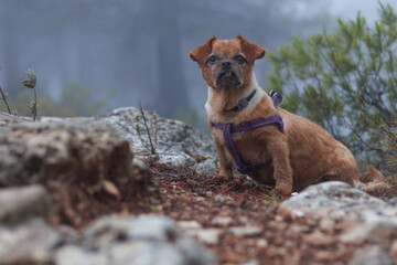 La vieja perrita Nami en el bosque con niebla, Alcoy, España