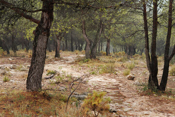 Sendero en el bosque de acceso a la hermita de San Cristobal de Alcoy, España