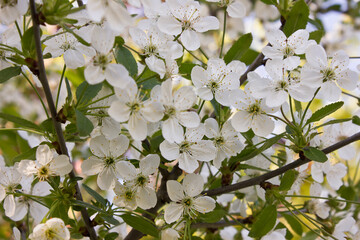 A blossoming cherry branch with white flowers