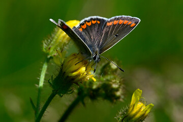 Kleiner Sonnenröschen-Bläuling // Brown argus (Aricia agestis)