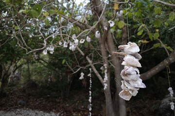White seashells strung together into a mobile are attached to trees on the beach.