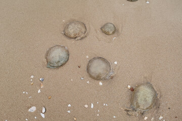 Spotted jellyfish washed ashore on a sandy beach.