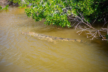 big mature crocodile is hiding in the water under mangrove growth ready to attack the pray