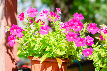 Beautiful, vibrant pink petunias beautifully arranged in pots placed elegantly by a window