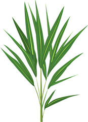 A close-up of a lush green palm frond.