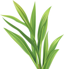 Obraz premium A close-up of a lush green palm frond.