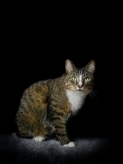 Cute tabby cat sitting  and looking at camera. Vertical image with black background.