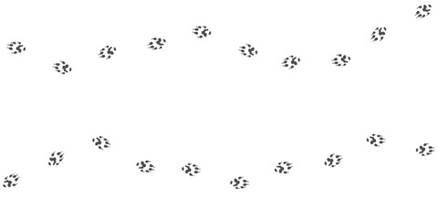 Footprints of Farm Animal, Traces of a ferret on white background. Ferret silhouette animal tracks. Paw Print. Vector illustration. EPS10.