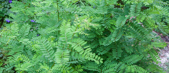 Robinia pseudoacacia or black locus