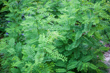 Robinia pseudoacacia or black locus